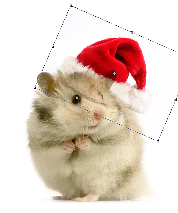 create-a-funny-christmas-picture-with-animals-in-photshop